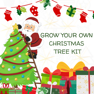 Christmas Tree Grow Your Own Kit | Seed Gift Box