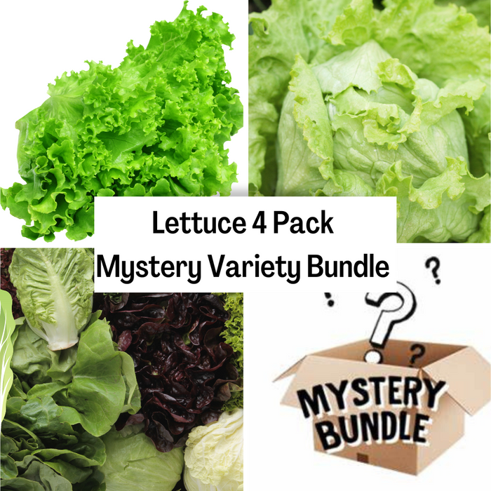 Lettuce 4 Pack Mystery Variety Bundle