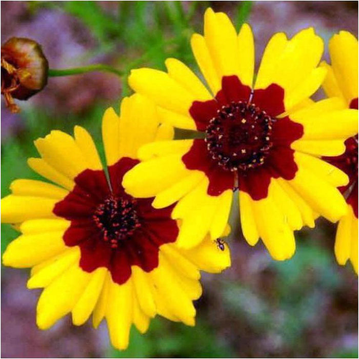 Coreopsis Dwarf Radiata Mix