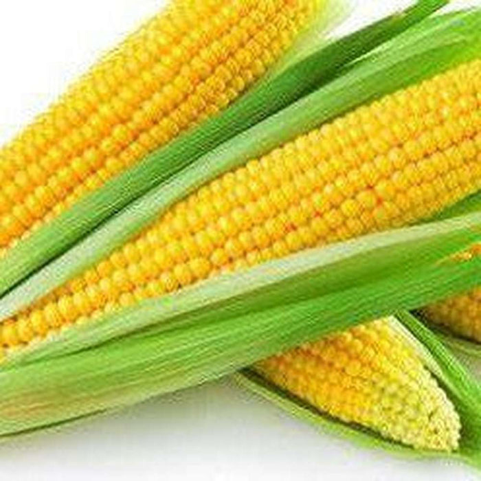 Corn 'Super Sweet Max' Seeds