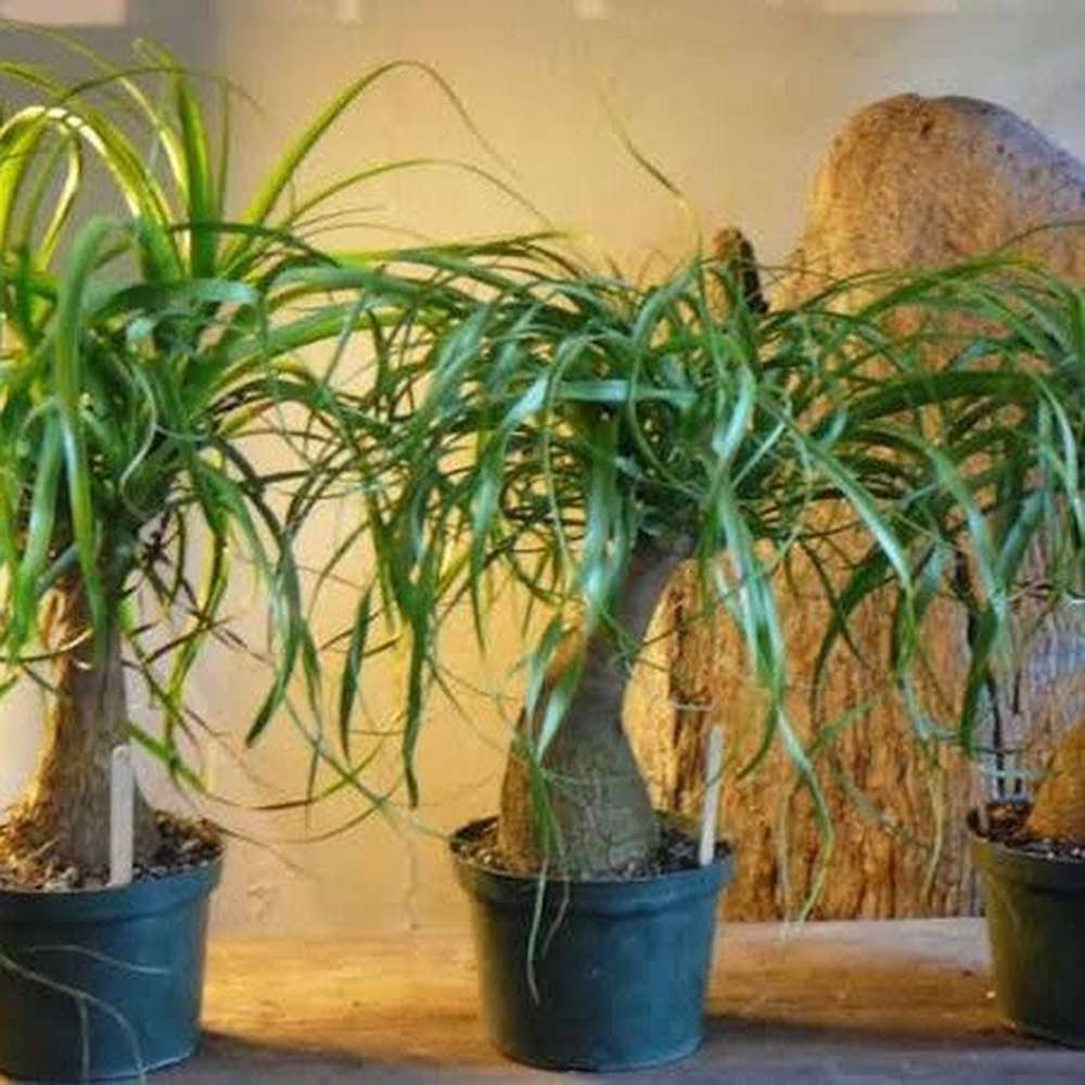 ponytail palm seed pods Pony Tail Palm Seeds – D&H Seed Harvest Co