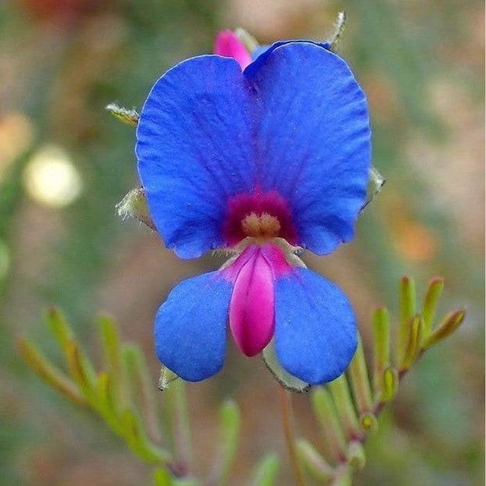 Gompholobium Cyaninum 'Dainty Pretty Pea' Seeds
