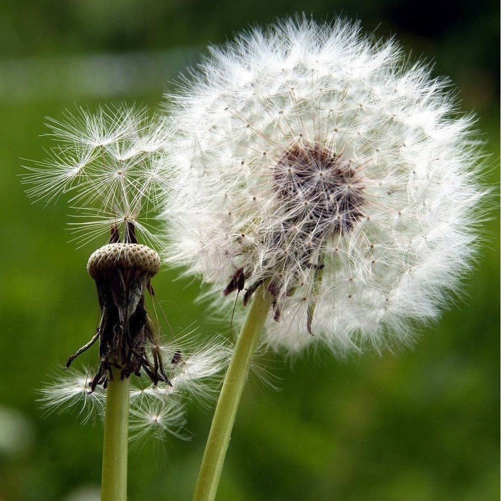 Dandelion Seeds D&H Seed Harvest Co