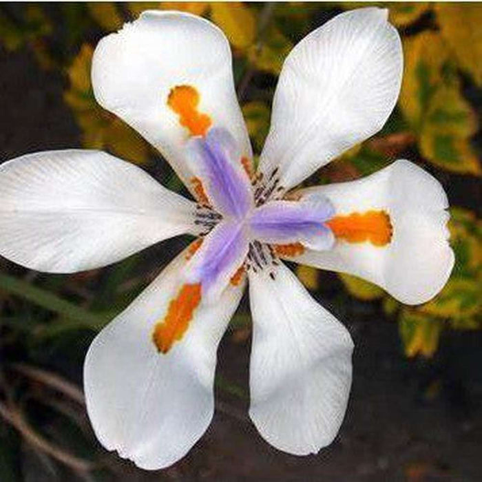 Dietes Iridoides 'African Iris' Seeds