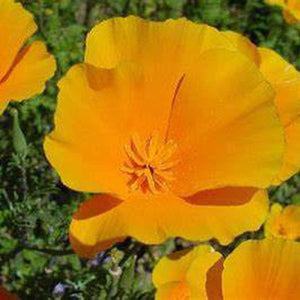 Eschscholzia Aurantiaca ' Californian Wild Poppy'