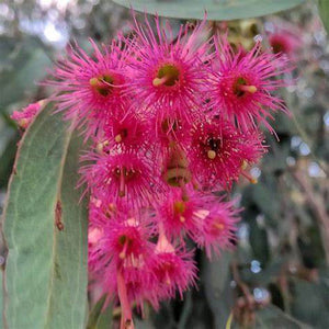 Eucalyptus petiolaris 'Pink Flowered Blue Gum' Seeds