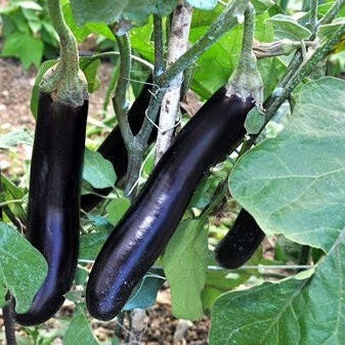 Eggplant 'Heirloom Long Purple'