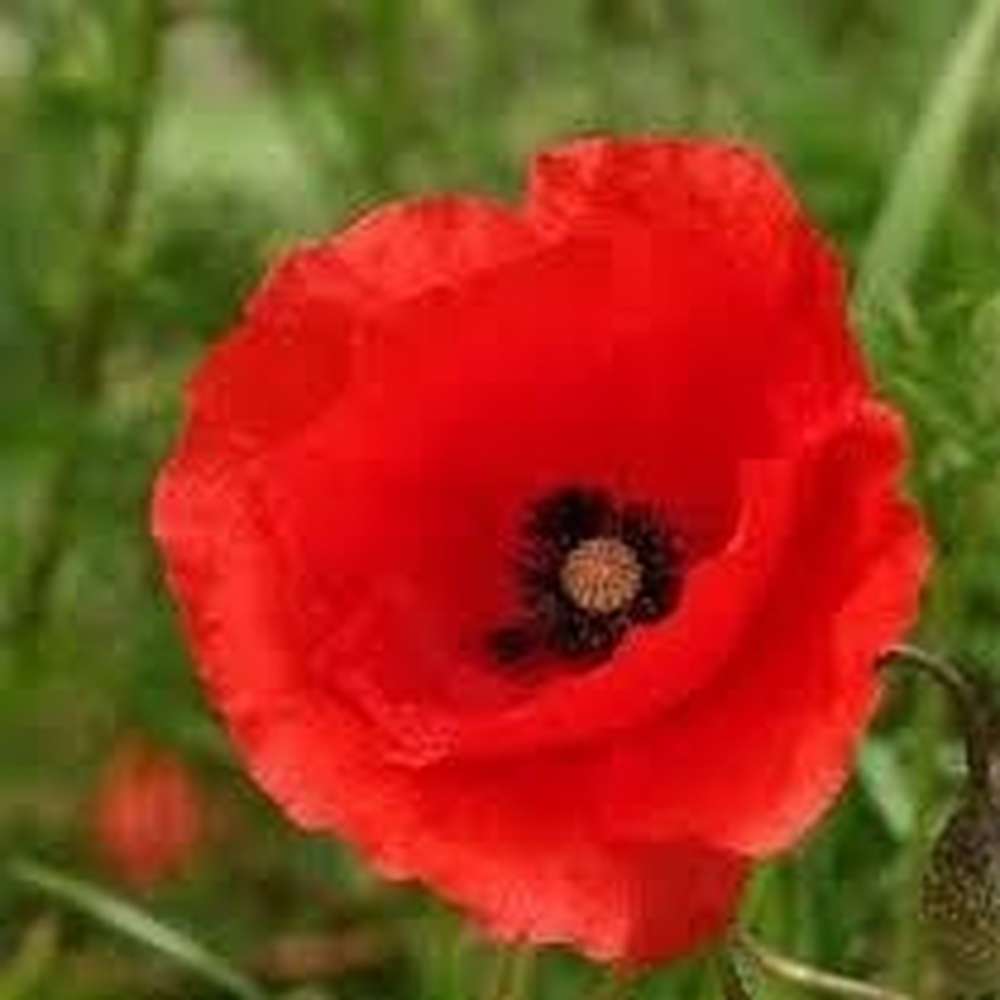 Poppy 'Red Flanders' Seeds – D&H Seed Harvest Co