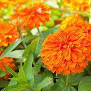 Zinnia 'Golden State Orange' Seeds