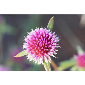Gomphrena Canescens 'Pink Billy Buttons' Seeds