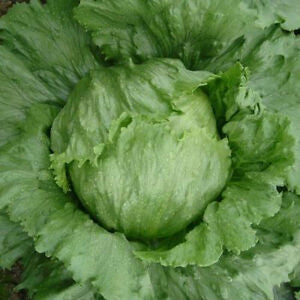 Lettuce 'Great Lakes' Seeds