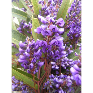 Hardenbergia violacea 'Native Sarsaparilla or Native Wisteria' Seeds