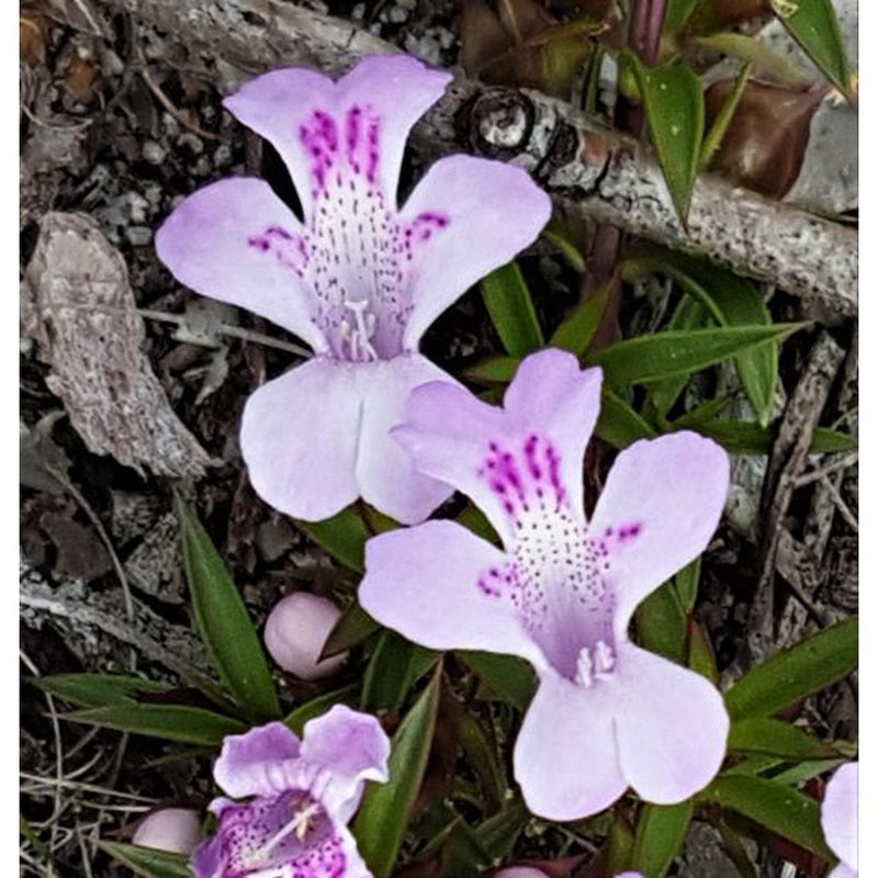 snake bush plant Hemiandra pungens atropurpurea 'Purple Leaved Snake Bush' Seeds – D&H Seed  Harvest Co