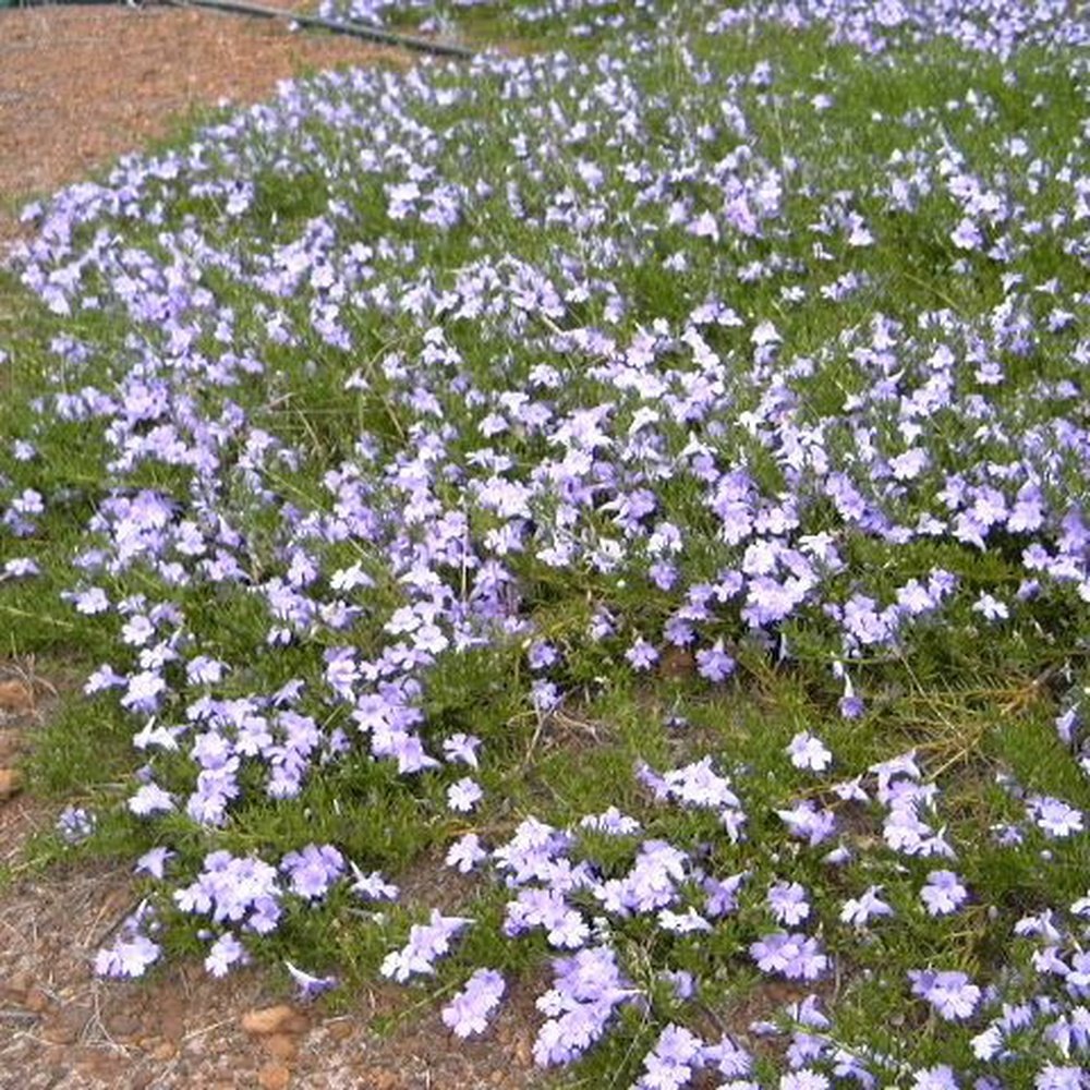 snake bush plant Hemiandra pungens atropurpurea 'Purple Leaved Snake Bush' Seeds – D&H Seed Harvest Co
