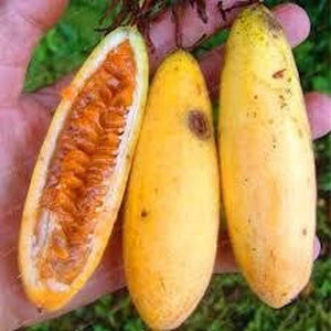 Passion Fruit ‘Banana’