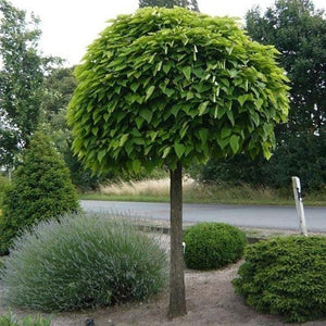 Catalpa Bignonoides 'Indian Bean Tree'