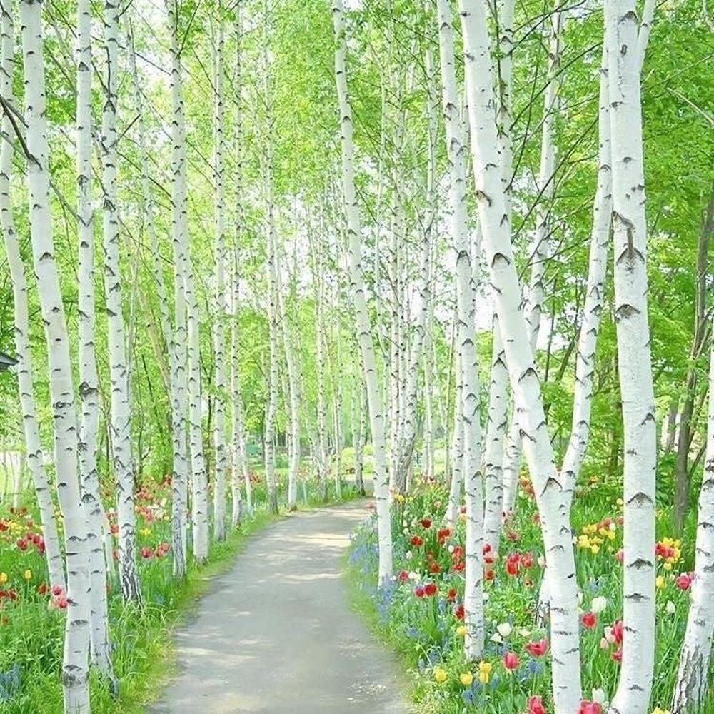 Betula Platyphylla 'Japanese White Birch' Seeds – D&H Seed Harvest Co