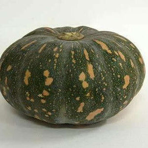 Pumpkin Kent