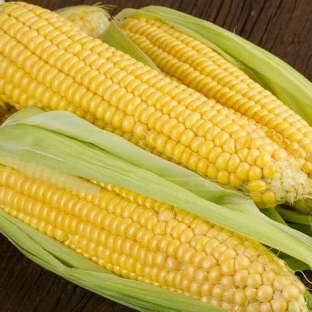 Corn 'Jolly Roger' Seeds – D&H Seed Harvest Co