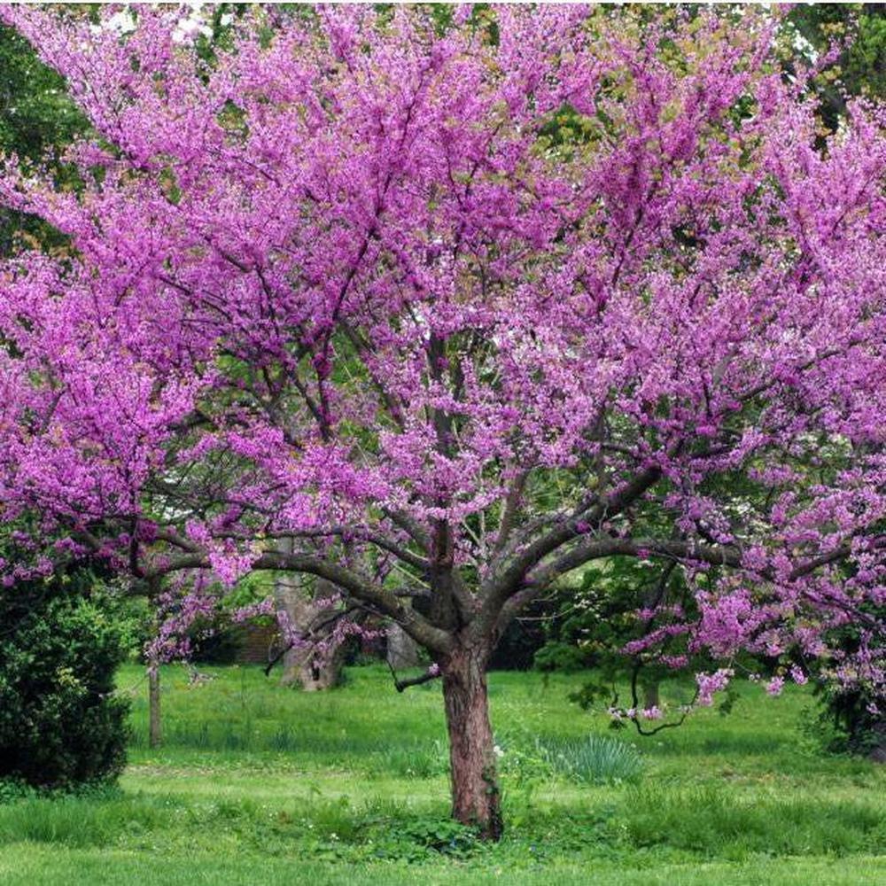 Cercis Siliquastrum 'Judas Tree' Seeds – D&H Seed Harvest Co