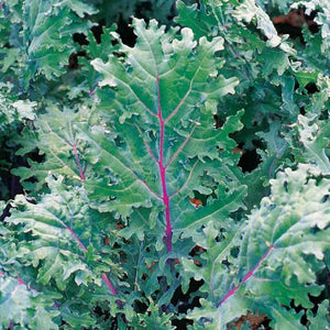 Kale 'Red Russian' Seeds