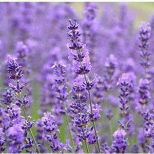 Lavender 'Vera' Seeds