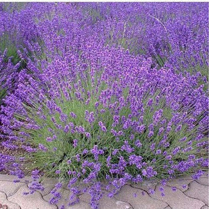 Lavender 'Vera' Seeds