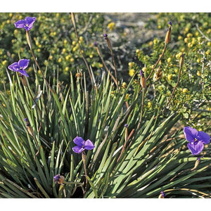 Patersonia Glabrata 'Native Purple Iris'