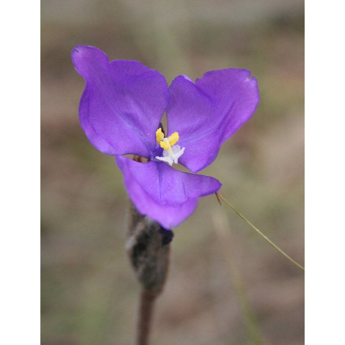 Patersonia Glabrata 'Native Purple Iris'