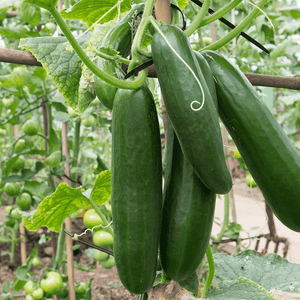 Cucumber 'Lebanese Beit Alpha' Seeds