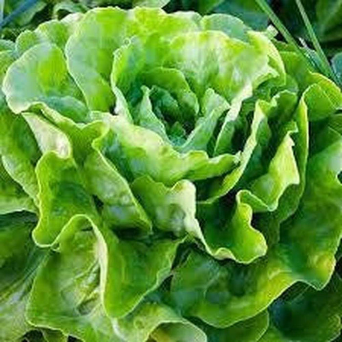 Lettuce - Green Mignonette
