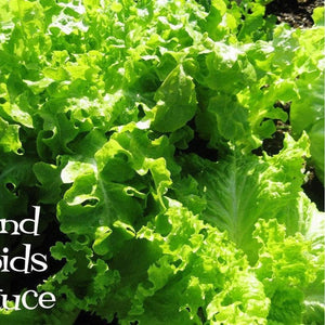 Lettuce - Grand Rapids