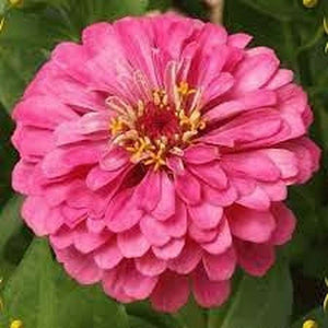 Zinnia 'Luminosa - Bright Pink' Seeds
