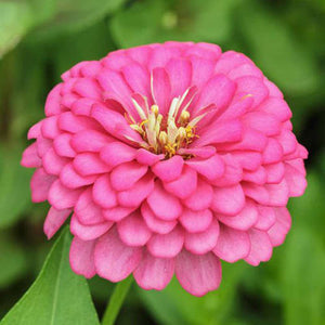 Zinnia 'Luminosa - Bright Pink' Seeds