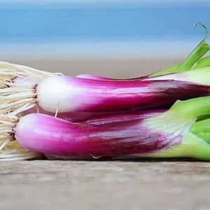Onion 'Mini Purplette' Seeds