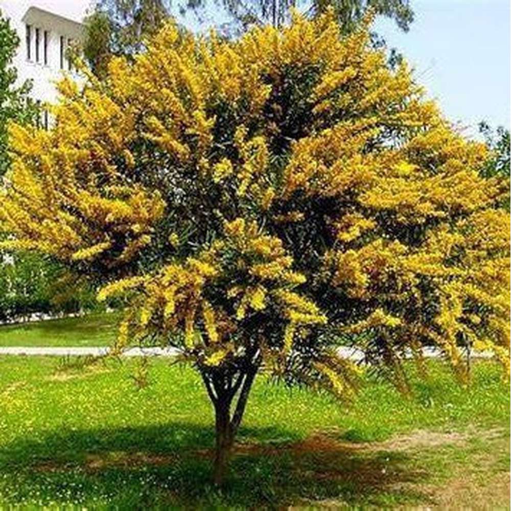 planting acacia seeds Acacia Salinga 'Orange Wattle' Seeds – D&H Seed Harvest Co