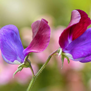 Sweetpea 'Old Spice’ Seeds