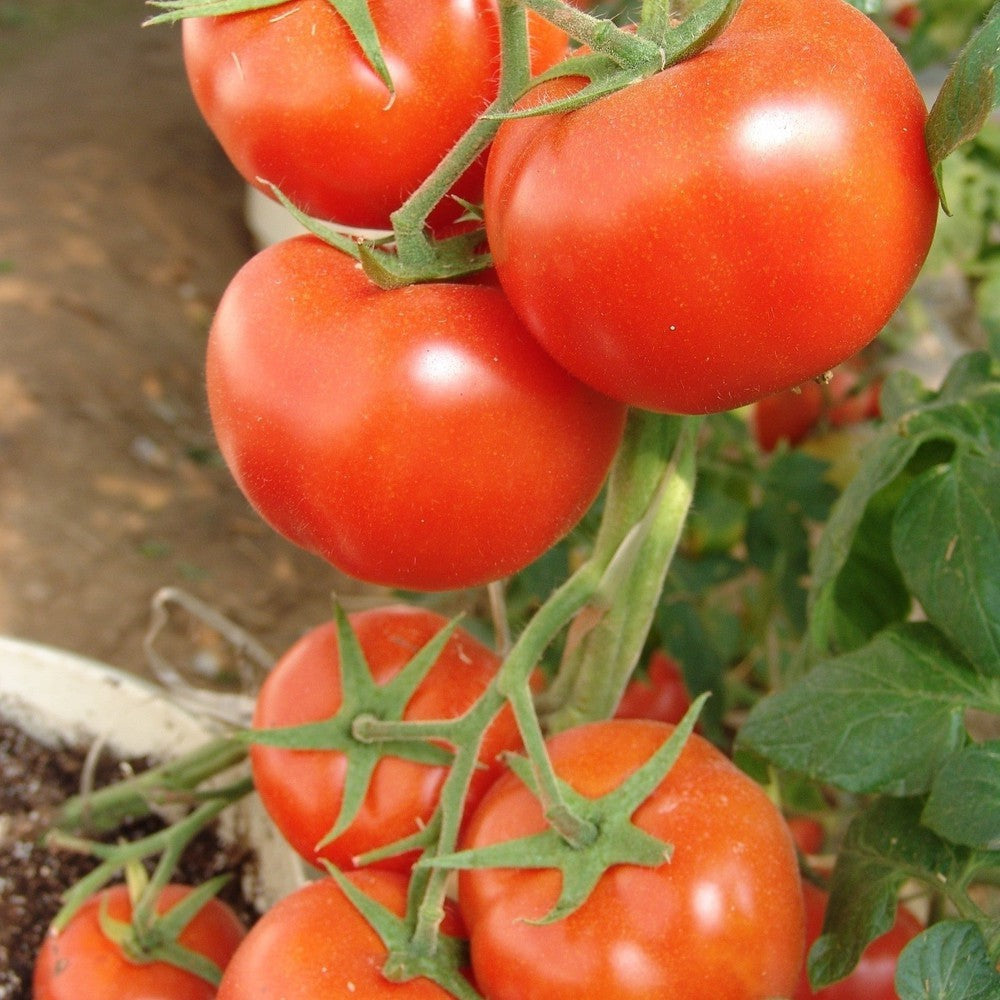 Tomato One Hundred Percent Seeds D H Seed Harvest Co Tomato one hundred percent seeds d h seed harvest co