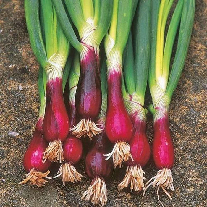 Onion Bunching 'Red Beard' Seeds