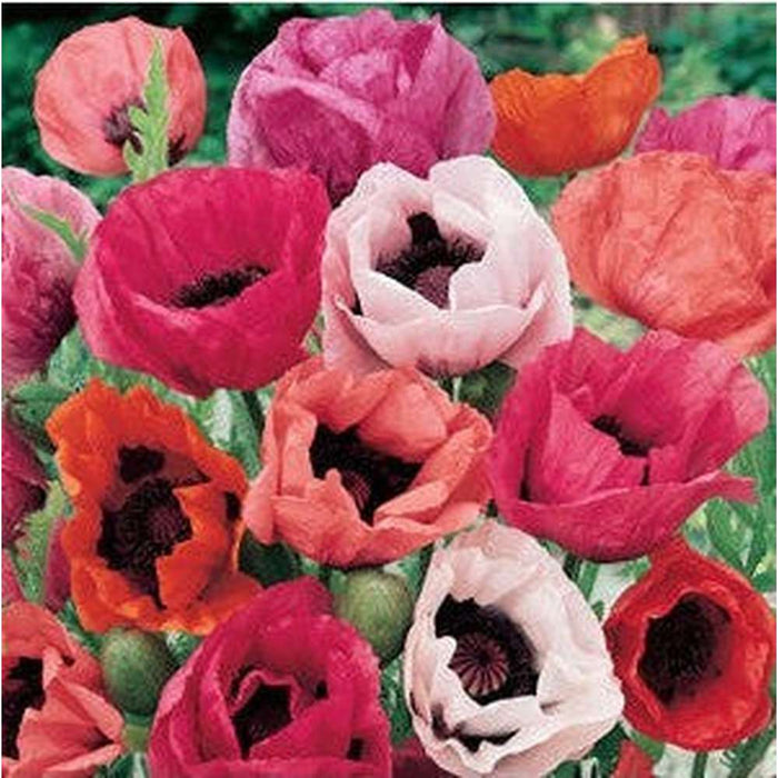 Poppy 'Oriental Pink' Mix Seeds