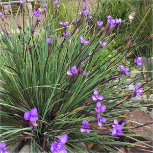 Patersonia Occidentalis 'Native Iris'