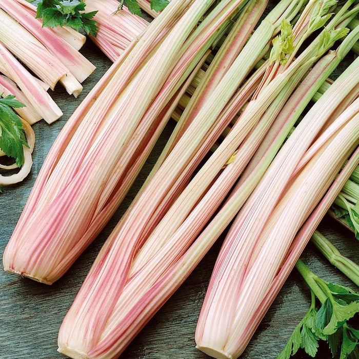 Celery Peppermint Stick