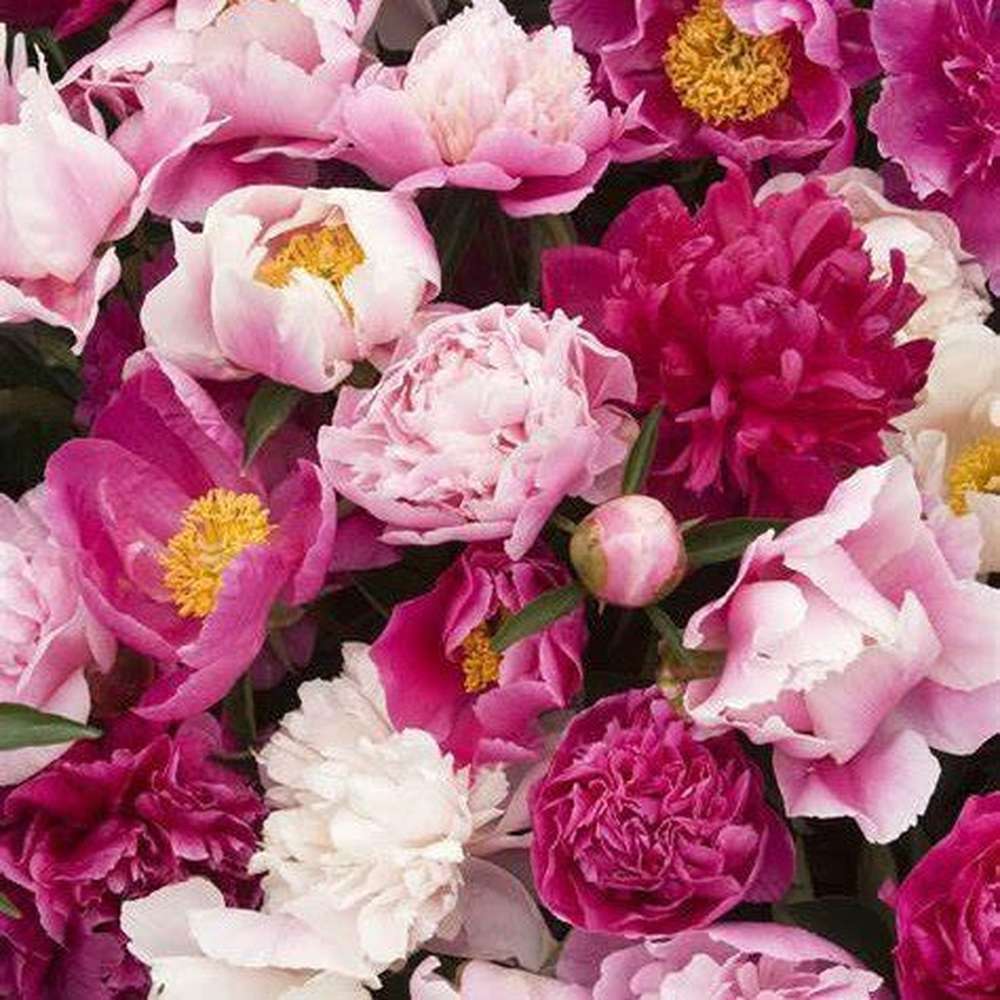 Pink Cottage Seed Mix – D&H Seed Harvest Co