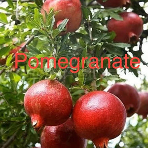 pomegranate seeds for planting for sale Punica Granatum Nana 'Pomegranate' – D&H Seed Harvest Co