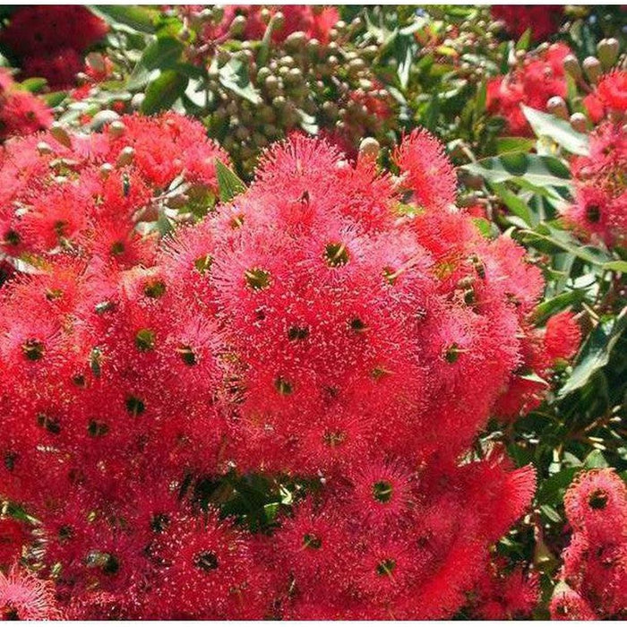 Corymbia Ficifolia 'Red Flowering Gum' Seeds