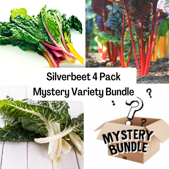 Silverbeet 4 Pack Mystery Variety Bundle
