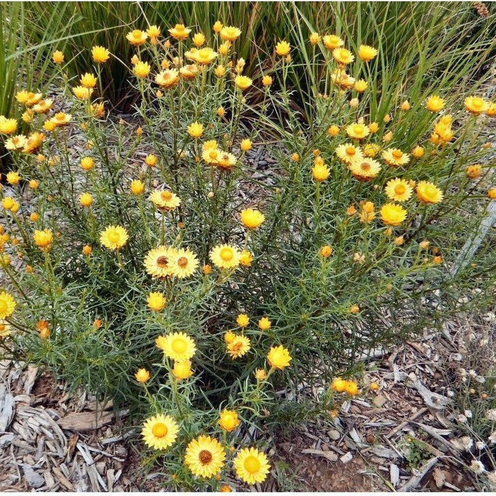 yellow seed plant Everlasting Paper Daisy 'Golden Yellow' Seeds – D&H Seed Harvest Co
