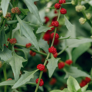 Chenopodium Foliosum 'Strawberry Spinach' Seeds