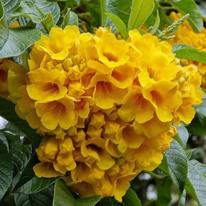 Tecoma Stans 'Yellow Bells' Seeds