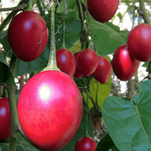 Betacea Red 'Tamarillo' Seeds